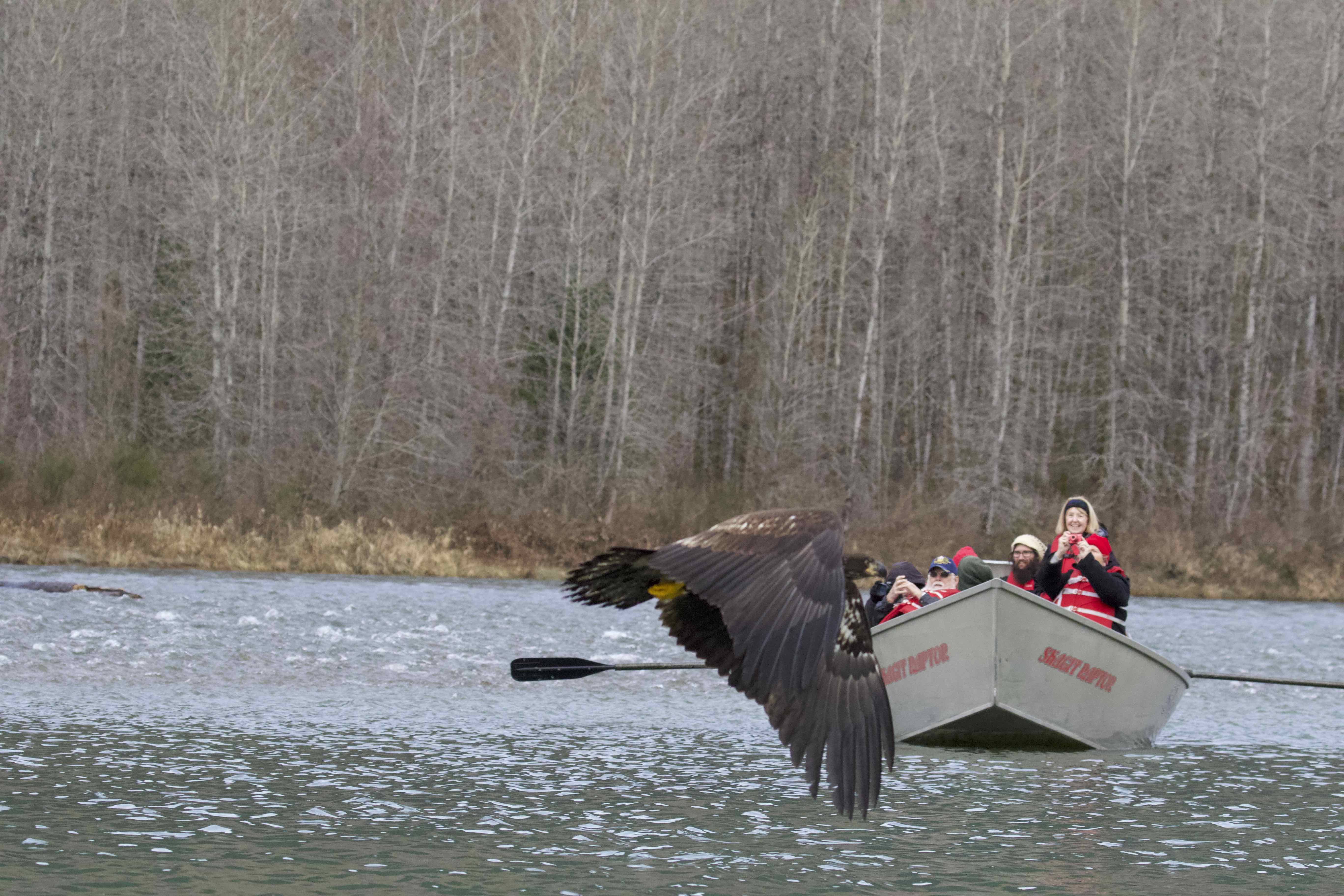 Skagit River Bald Eagles Boat