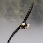 Skagit River Bald Eagles Flying