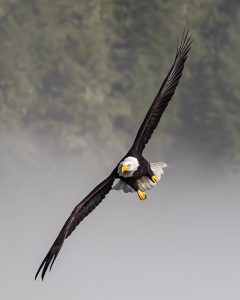 Skagit River Bald Eagles Flying