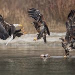 Skagit River Bald Eagles Three Eagles