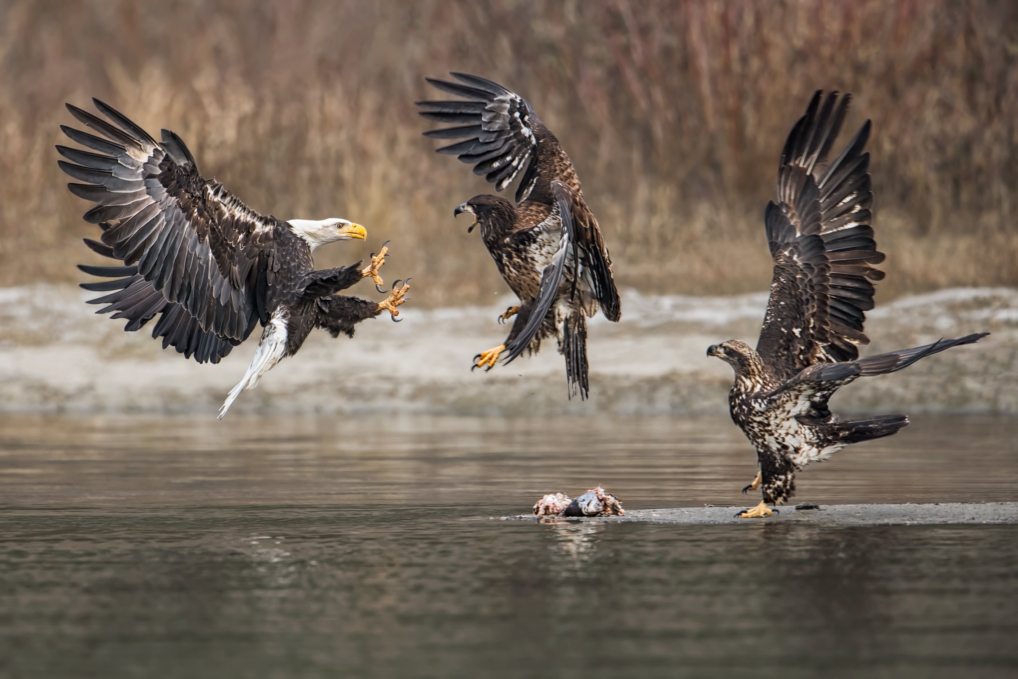 Skagit River Bald Eagles Three Eagles