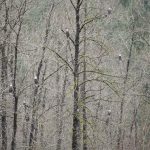 Skagit River Bald Eagles Trees