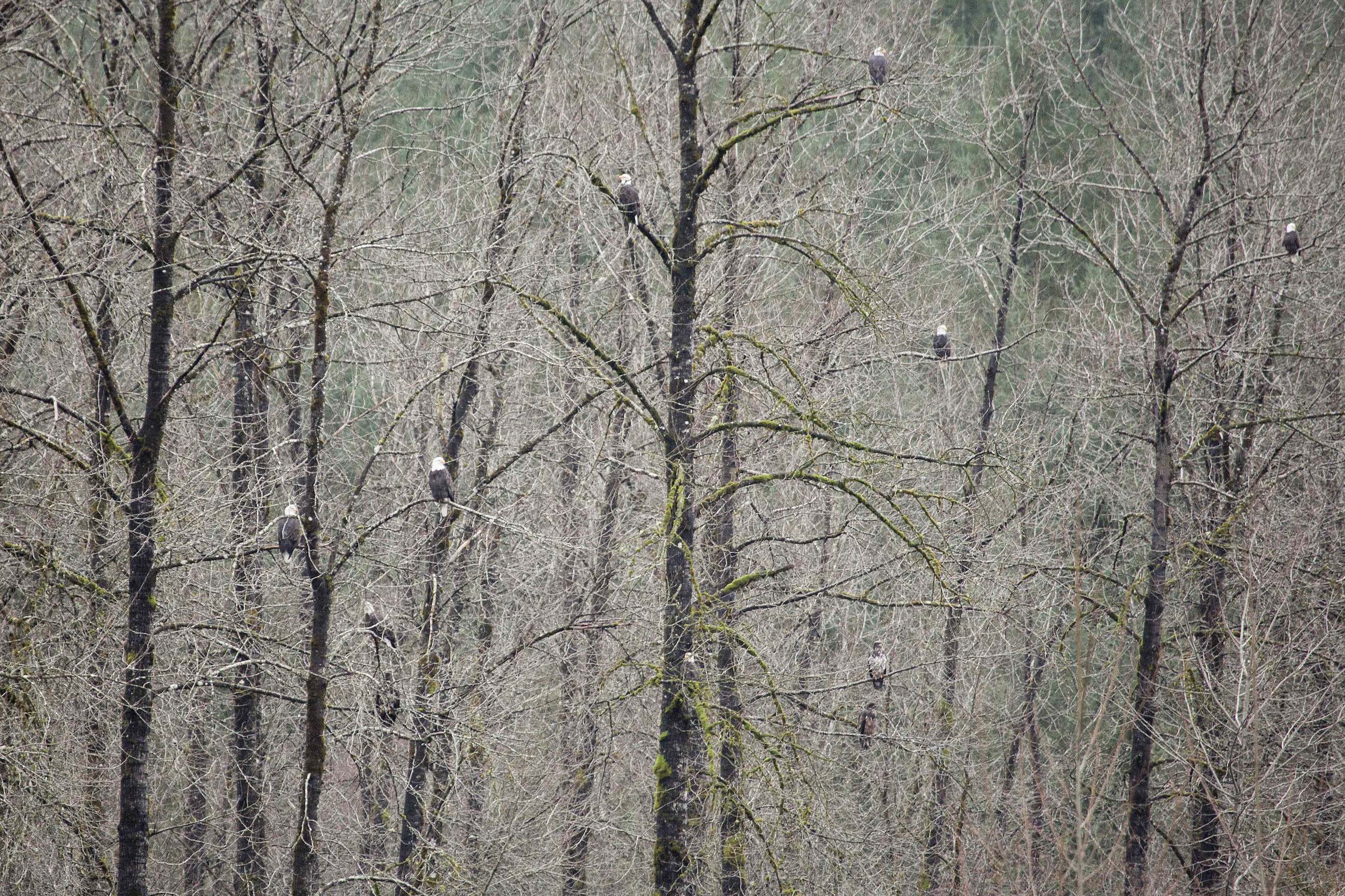 Skagit River Bald Eagles Trees