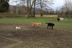 Skagit County Dogs Bark Park