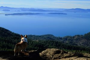 Skagit County Dogs Oyster Dome