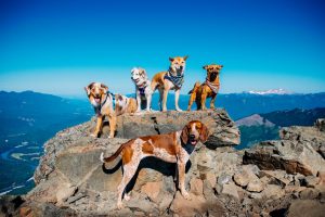 Skagit County Dogs Sauk Mountain