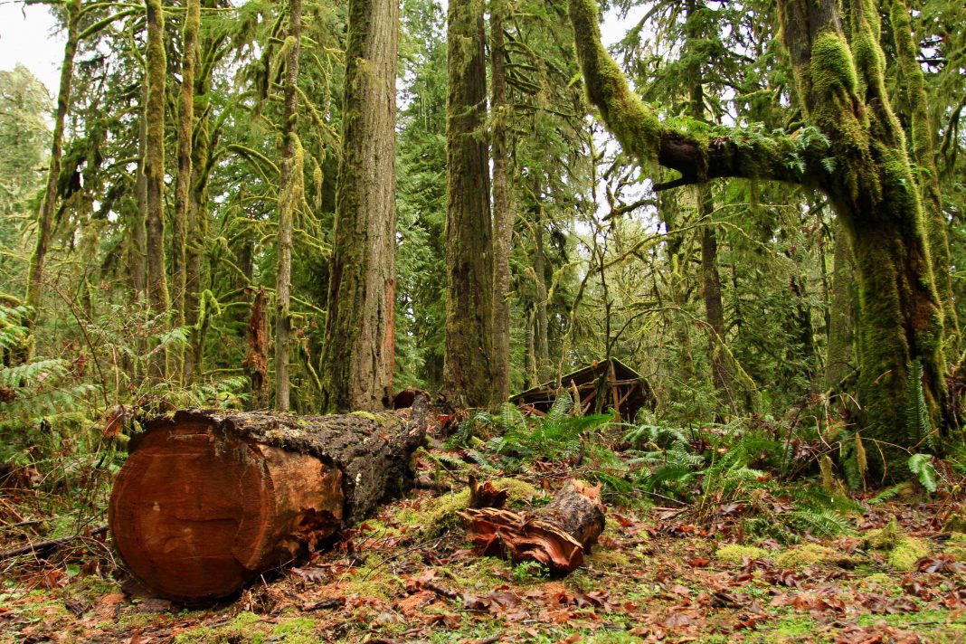 Skagit County Rockport State Park Down Tree