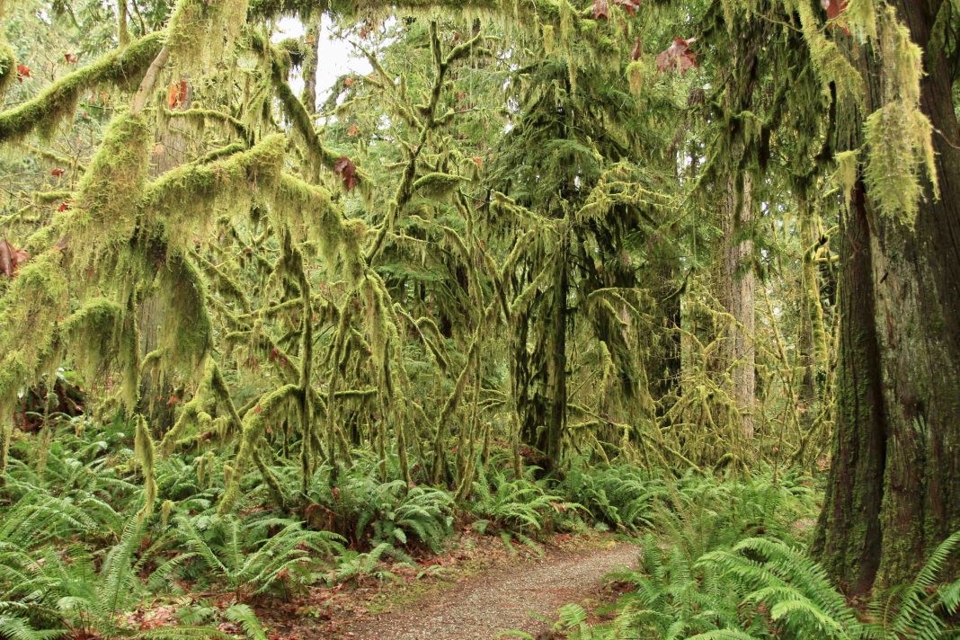 Skagit County Rockport State Park Moss