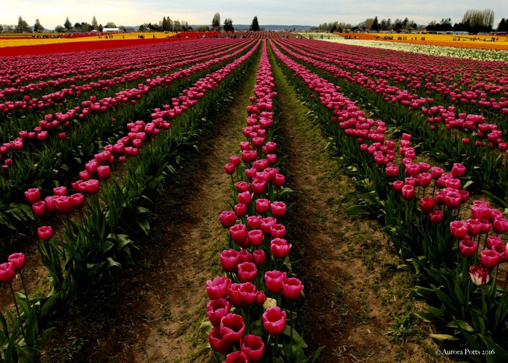 Skagit County Tulip Town