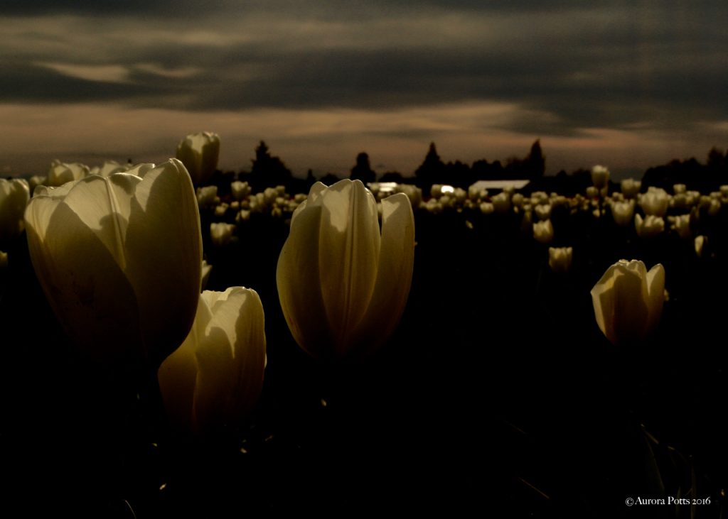 Skagit County Tulip Town Cloudy