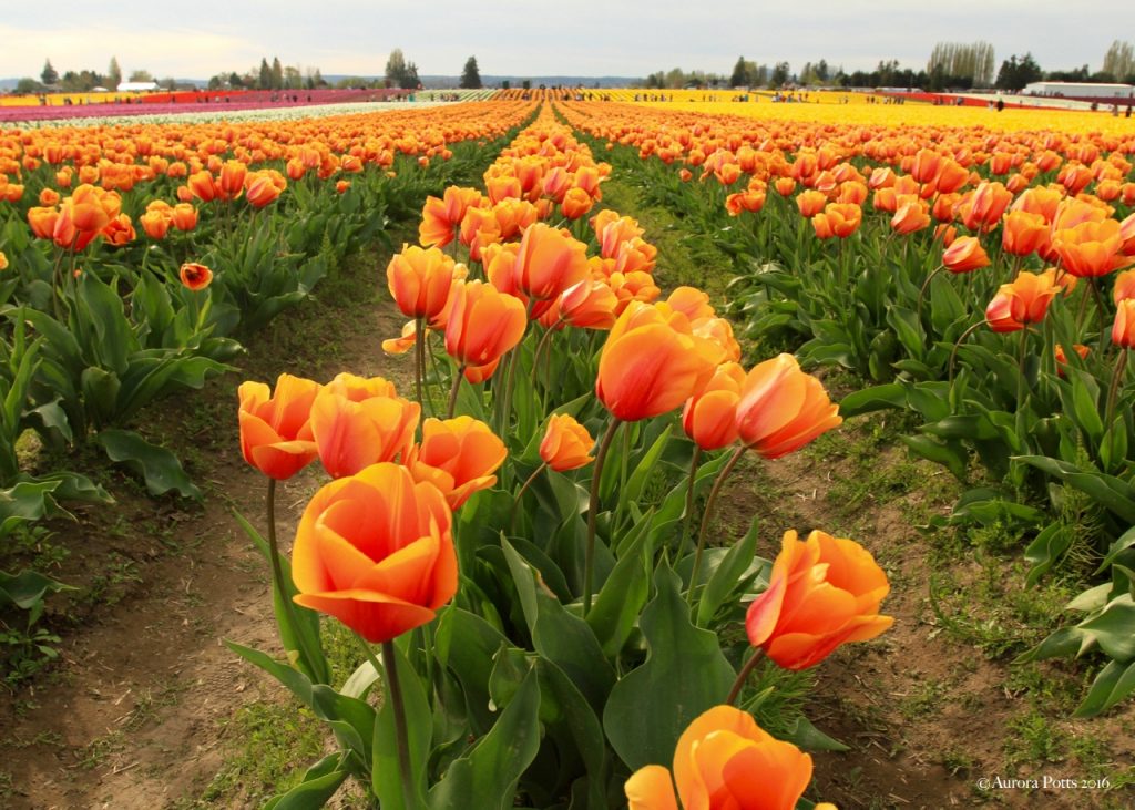 Skagit County Tulip Town Orange