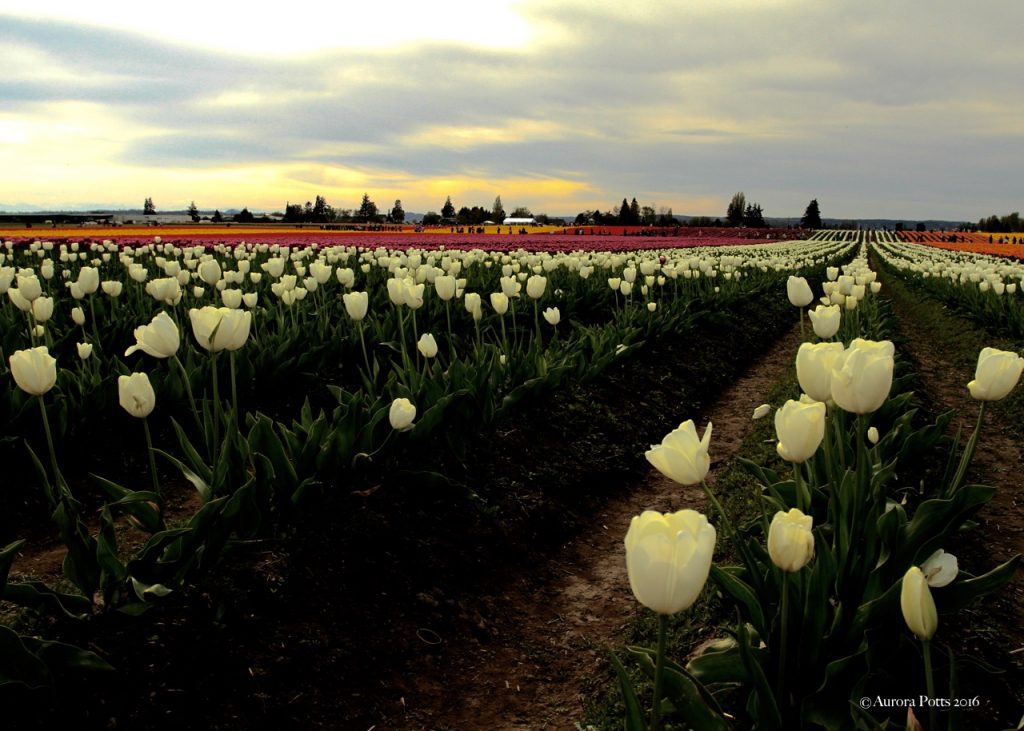 Skagit County Tulip Town White