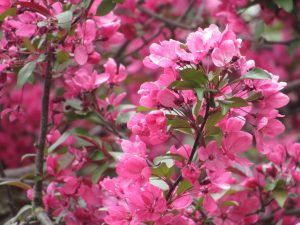 Skagit County Walks to See Spring Blooms Edgewater