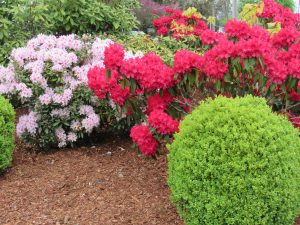 Skagit County Walks to See Spring Blooms Hwy 20 Trail