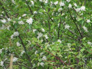 Skagit County Walks to See Spring Blooms Port of Skagit