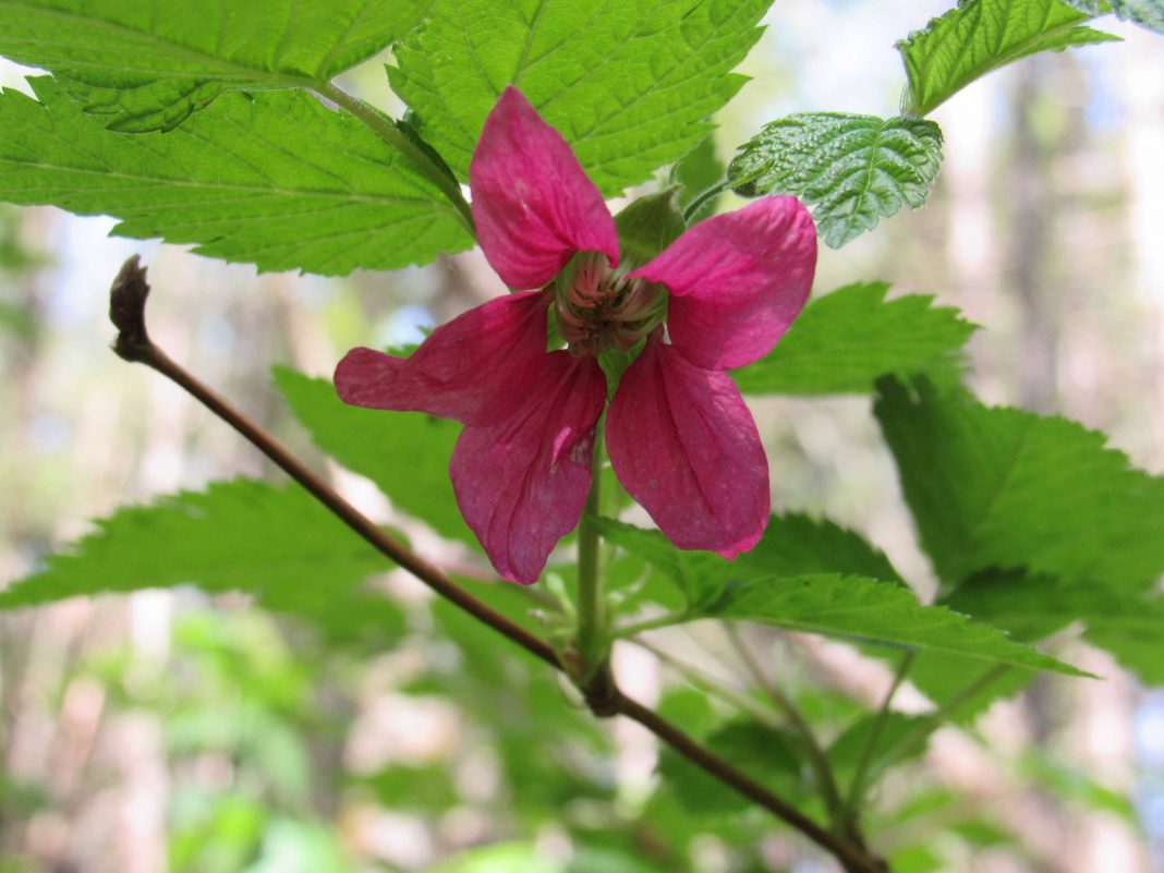 Skagit County Walks to See Spring Blooms Salmonberry