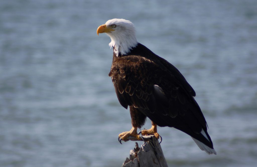 Skagit Photo Opportunities Bald Eagle Skagit River