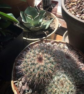 Dry Dock Goods Anacortes Cacti