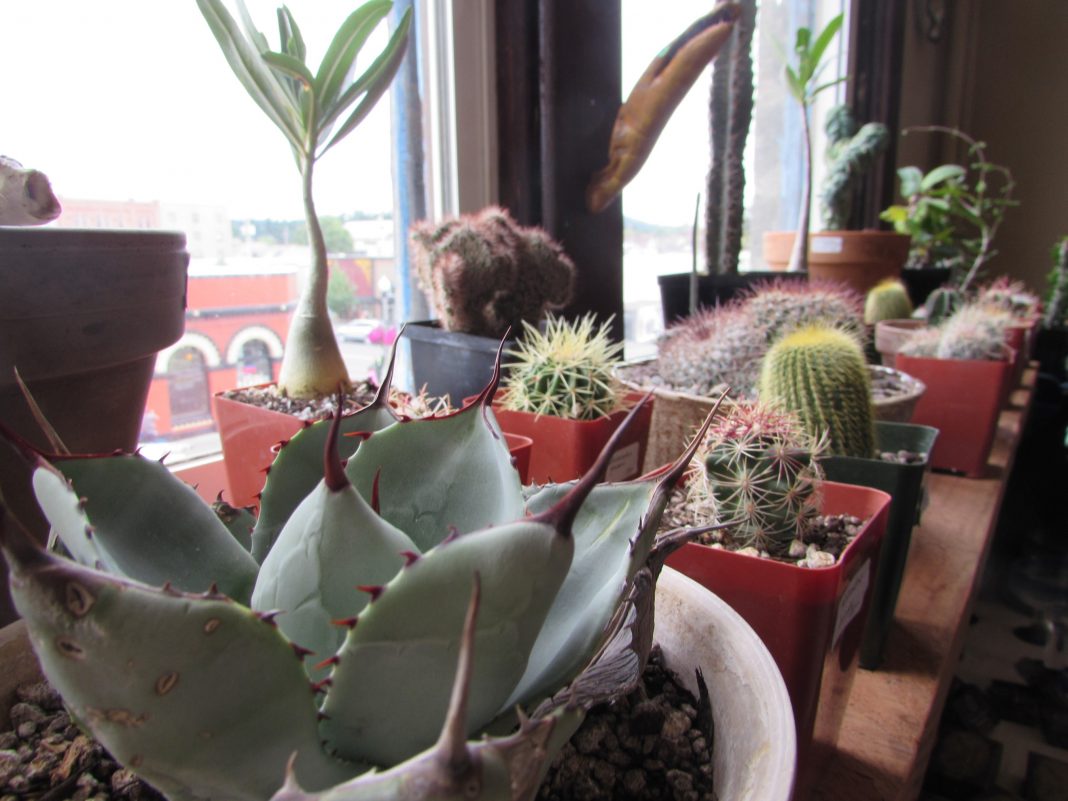 Dry Dock Goods Cactus Closeup