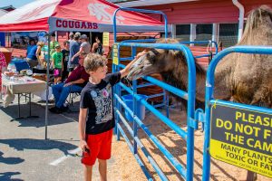 Skagit County Fair camel