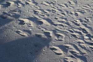 Skagit County Free Kids Activities Beach Combing