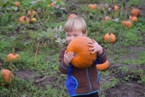 Pumpkin patch Mount Vernon