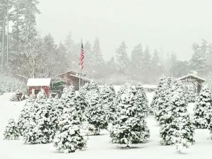 Christmas Tree Farms Skagit County Pacific Winds Farm 1