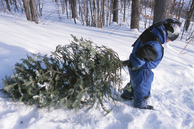 Christmas Tree Permits National Forest