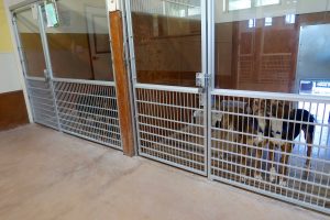 Humane Society of Skagit Valley Kennels