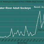 Puget Sound Energy Fish-Migration-Adult-Sockeye-Return-Graph