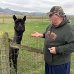 Alpaca Farm Mount Vernon Gary-and-Midnight