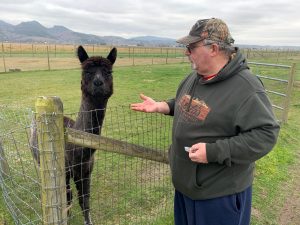 Alpaca Farm Mount Vernon Gary-and-Midnight