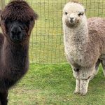 Alpaca Farm Mount Vernon Kiki-and-Finley