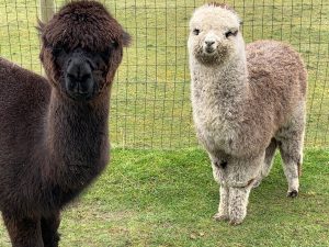 Alpaca Farm Mount Vernon Kiki-and-Finley