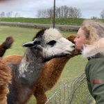 Alpaca Farm Mount Vernon Ruth-Gets-a-Kiss