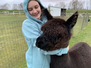 Alpaca Farm Mount Vernon Sydney-and-Kiki