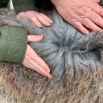 Alpaca Farm Mount Vernon fawn-grey-fleece