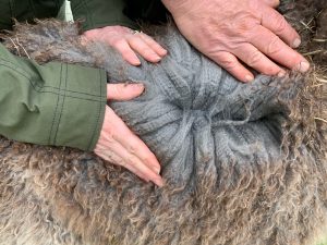 Alpaca Farm Mount Vernon fawn-grey-fleece