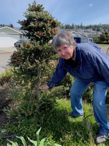 skagit gardens conifer Gail-Points-to-Abies-Koriana