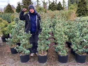 skagit gardens conifer -Paul-with-Japanese-White-Pine