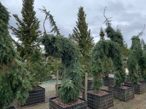 skagit gardens conifer Picea-omarika-pendula