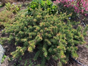 skagit gardens conifer Pinus-Banksiana-hugging-the-ground