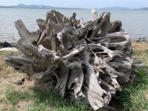 padilla bay shore trail skagit walks-weathered-stump