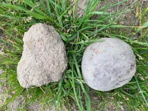 skagit agriculture-potato-and-dirt-clod