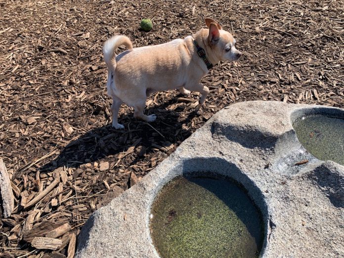 Dog parks skagit county Jerry-at-Ace-of-Hearts