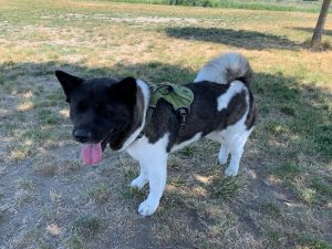 Dog parks skagit county Newt-from-California