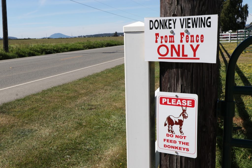JF-Mini-Donkey-Ranch-Donkey-Viewing