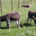 JF-Mini-Donkey-Ranch-Grazing