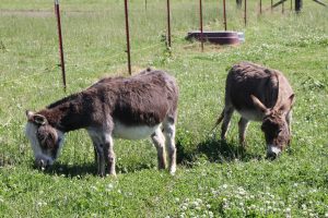 JF-Mini-Donkey-Ranch-Grazing