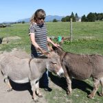 JF-Mini-Donkey-Ranch-In-Pairs